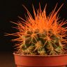 Эхинокактус Грузони D5 оранжевый фото 2 &mdash; Luxury Plants