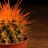 Эхинокактус Грузони D5 оранжевый фото 4 &mdash; Luxury Plants
