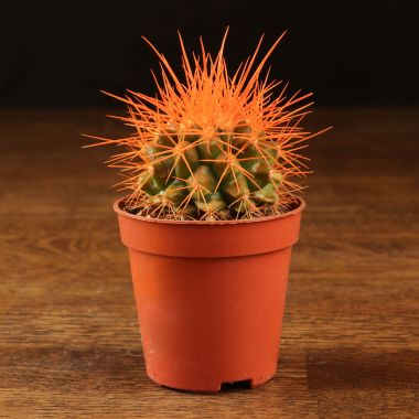 Эхинокактус Грузони D5 оранжевый &mdash; Luxury Plants