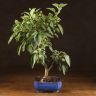 Бонсай Яблоня в синей плошке 48 см фото 1 &mdash; Luxury Plants