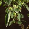 Бонсай Яблоня в синей плошке 48 см фото 3 &mdash; Luxury Plants