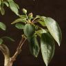 Бонсай Яблоня в синей плошке 48 см фото 4 &mdash; Luxury Plants