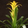 Гузмания Диана 45/12 фото 3 &mdash; Luxury Plants