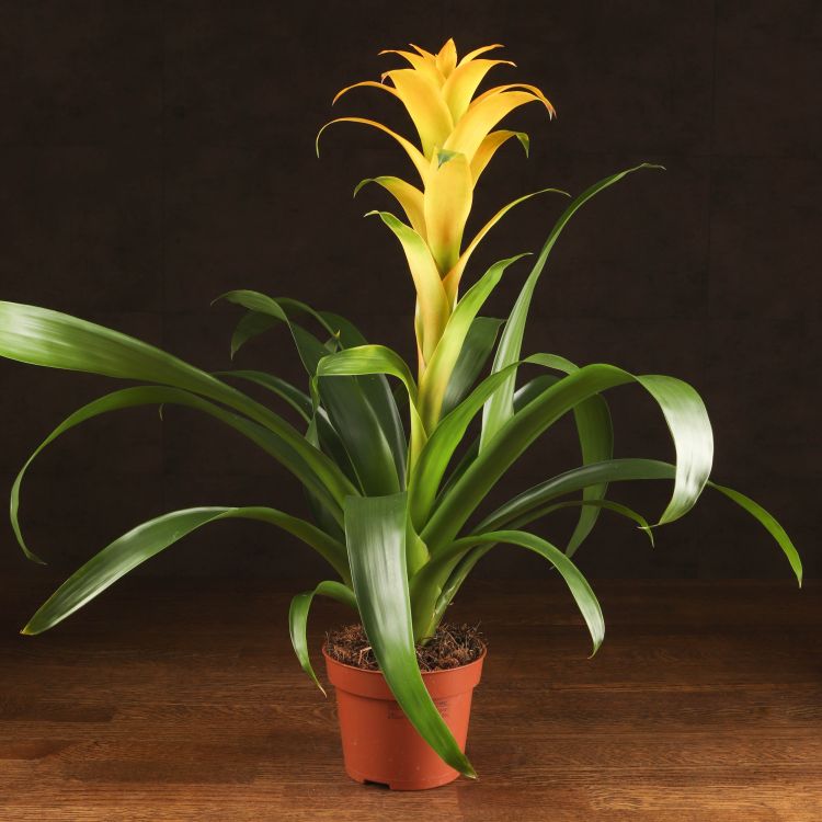 Гузмания Диана 45/12 фото 1 &mdash; Luxury Plants