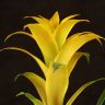 Гузмания Диана 45/12 фото 4 &mdash; Luxury Plants