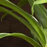 Гузмания Диана 45/12 фото 5 &mdash; Luxury Plants
