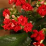 Каланхоэ красное 15/7 фото 3 &mdash; Luxury Plants