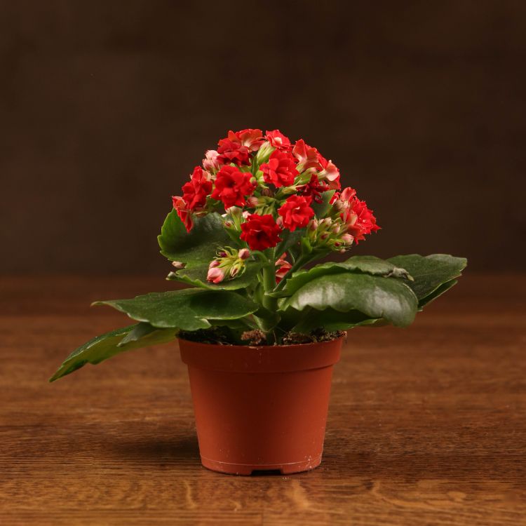 Каланхоэ красное 15/7 фото 1 &mdash; Luxury Plants