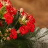 Каланхоэ красное 15/7 фото 4 &mdash; Luxury Plants
