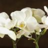 Орхидея Фаленопсис мини белая D7 фото 1 &mdash; Luxury Plants