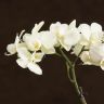 Орхидея Фаленопсис мини белая D7 фото 5 &mdash; Luxury Plants