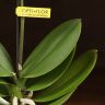 Орхидея Фаленопсис мини белая D7 фото 3 &mdash; Luxury Plants
