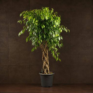 Фикус Экзотика Цилиндр 160/32 &mdash; Luxury Plants