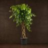 Фикус Экзотика Цилиндр 160/32 фото 1 &mdash; Luxury Plants