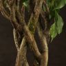 Фикус Экзотика Цилиндр 160/32 фото 4 &mdash; Luxury Plants