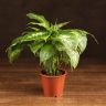 Диффенбахия Компакта 30/12 фото 1 &mdash; Luxury Plants