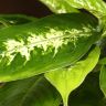 Диффенбахия Компакта 30/12 фото 4 &mdash; Luxury Plants