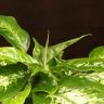 Диффенбахия Компакта 30/12 фото 2 &mdash; Luxury Plants