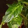 Диффенбахия Компакта 30/12 фото 3 &mdash; Luxury Plants