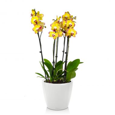 Орхидея Фаленопсис Попугай в Lechuza Classico LS 21 &mdash; Luxury Plants