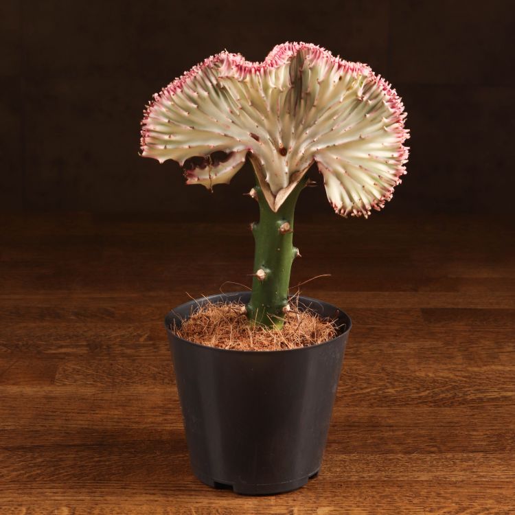 Эуфорбия Лактея розово-зеленая 20/10 фото 1 &mdash; Luxury Plants