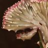 Эуфорбия Лактея розово-зеленая 20/10 фото 2 &mdash; Luxury Plants