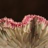 Эуфорбия Лактея розово-зеленая 20/10 фото 4 &mdash; Luxury Plants