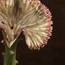 Эуфорбия Лактея розово-зеленая 20/10 фото 5 &mdash; Luxury Plants