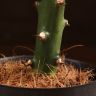 Эуфорбия Лактея розово-зеленая 20/10 фото 3 &mdash; Luxury Plants