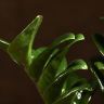 Замиокулькас Зензи 25/9 фото 4 &mdash; Luxury Plants