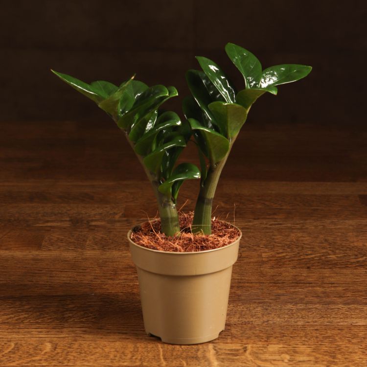 Замиокулькас Зензи 25/9 фото 1 &mdash; Luxury Plants