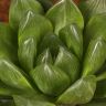 Хавортия Ретуза 15/9 фото 2 &mdash; Luxury Plants