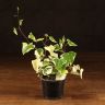 Крестовник 35/10 фото 1 &mdash; Luxury Plants