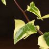 Крестовник 35/10 фото 2 &mdash; Luxury Plants