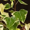 Крестовник 35/10 фото 3 &mdash; Luxury Plants