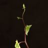 Крестовник 35/10 фото 4 &mdash; Luxury Plants
