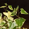 Крестовник 35/10 фото 5 &mdash; Luxury Plants