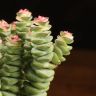 Крассула перфората в зеленом горшке Халва 25/12 фото 2 &mdash; Luxury Plants