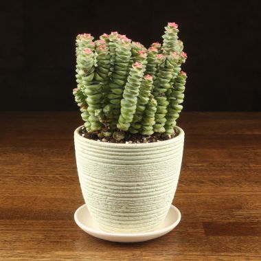 Крассула перфората в зеленом горшке Халва 25/12 &mdash; Luxury Plants