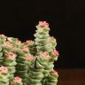 Крассула перфората в зеленом горшке Халва 25/12 фото 3 &mdash; Luxury Plants
