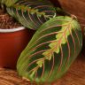 Маранта Фасцинатор Триколор 25/12 фото 4 &mdash; Luxury Plants