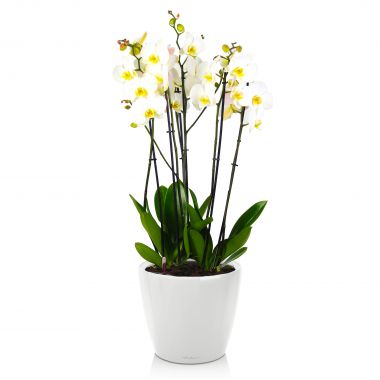 Орхидея Фаленопсис Белый в Lechuza Classico LS 21 &mdash; Luxury Plants