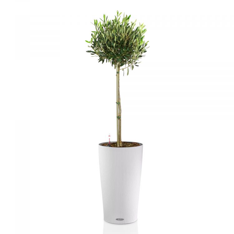 Олива в кашпо Lechuza Cilindro Color 32 фото 1 &mdash; Luxury Plants
