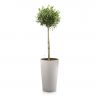 Олива в кашпо Lechuza Cilindro Color 32 фото 2 &mdash; Luxury Plants