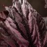 Бегония Виктори 20/12 фото 3 &mdash; Luxury Plants
