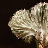 Эуфорбия Лактея серо-зеленая 20/10 фото 2 &mdash; Luxury Plants