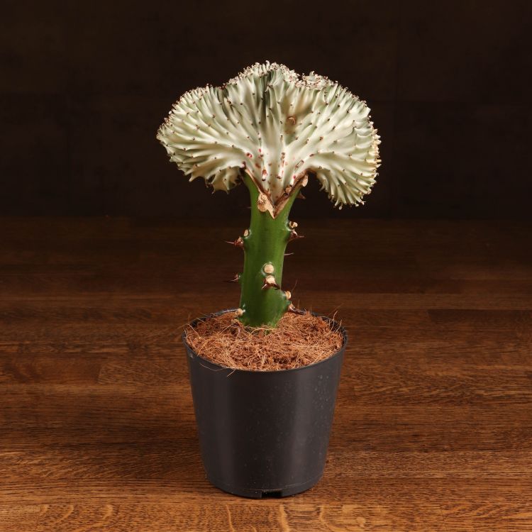Эуфорбия Лактея серо-зеленая 20/10 фото 1 &mdash; Luxury Plants