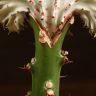 Эуфорбия Лактея серо-зеленая 20/10 фото 3 &mdash; Luxury Plants