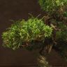 Бонсай Можжевельник 40 см в прямоугольной плошке фото 2 &mdash; Luxury Plants