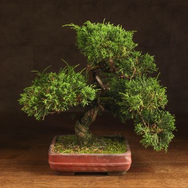 Бонсай Можжевельник 40 см в прямоугольной плошке &mdash; Luxury Plants